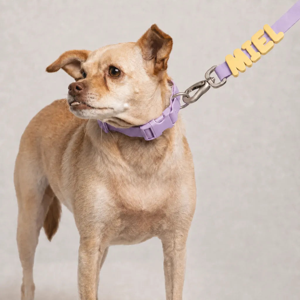 Correa de perro personalizable con charms