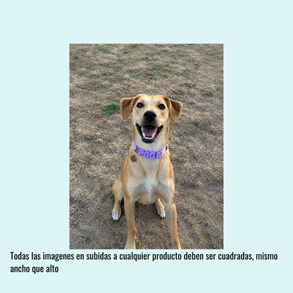 Collar de perro personalizable con charms